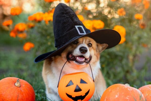 Halloween dog costumes: a festive dog dressed up for Halloween, showcasing one of the most popular dog costumes for Halloween.
