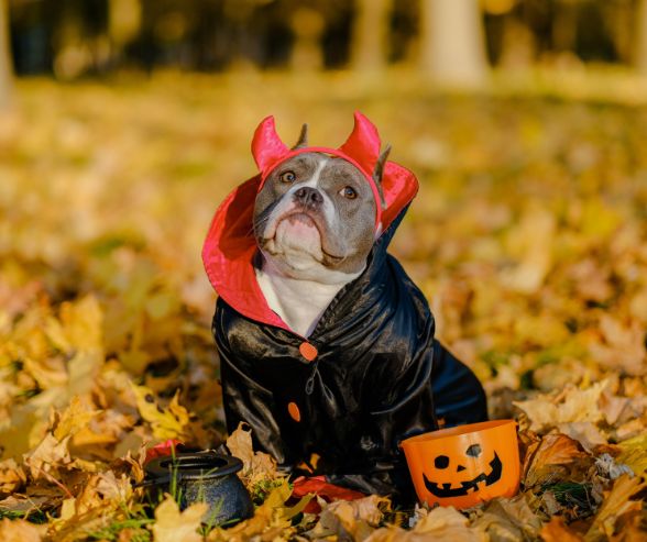 Halloween dog costumes: playful dog dressed as a little devil with red horns, black cape, and pumpkin candy bucket in autumn leaves.