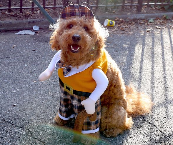 Funny dog Halloween costumes: curly-haired dog wearing a plaid old man outfit with hat, cane, and bow tie.