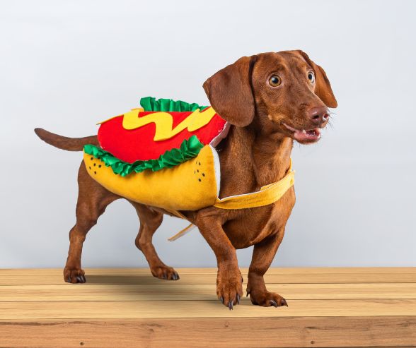 Dog costumes for Halloween: dachshund dressed in a hot dog outfit with mustard and lettuce details