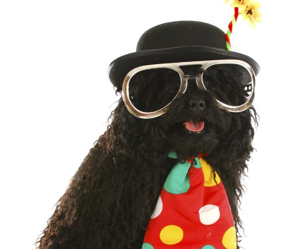 Dog Halloween costumes: black curly-haired dog dressed as a clown with oversized glasses, polka dot tie, and hat.