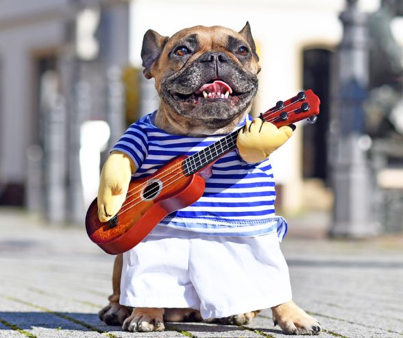 Dog costumes for Halloween: French Bulldog dressed as a musician in a striped shirt, shorts, and holding a toy guitar
