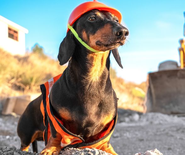 Funny dog Halloween costumes featuring a pug dressed in a pumpkin outfit, perfect for pet parents looking for creative dog costumes for Halloween.