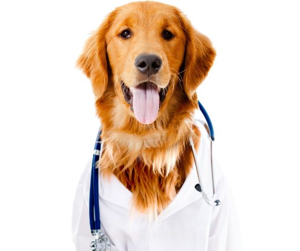 Dog Halloween costumes boy idea with a golden retriever dressed as a doctor, complete with stethoscope and white coat.