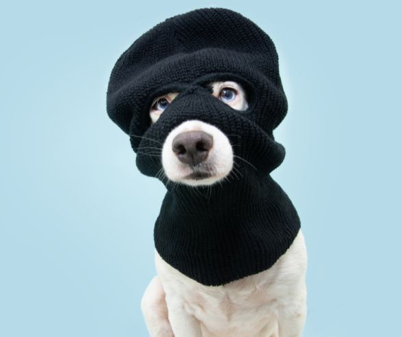 Funny dog Halloween costumes featuring a pup in a black ski mask for a playful burglar look.