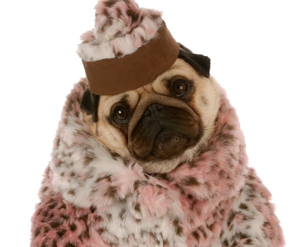Dog Halloween costumes girl idea with a pug dressed in a glamorous faux fur coat and matching hat.