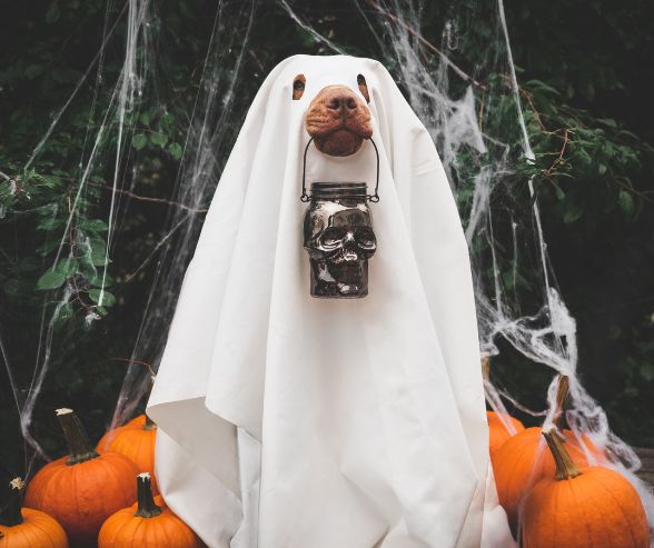 Funny dog Halloween costumes: large dog dressed as a spooky ghost with a skull lantern, standing among cobwebs.