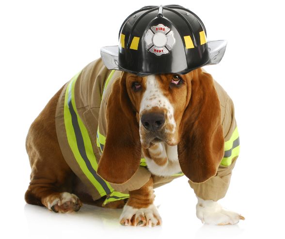 Large dog costumes for Halloween featuring a Basset Hound dressed as a firefighter with helmet and jacket.