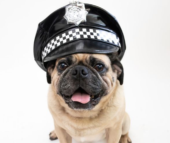 Dog Halloween costumes boy idea with a pug dressed as a police officer in a black cap.