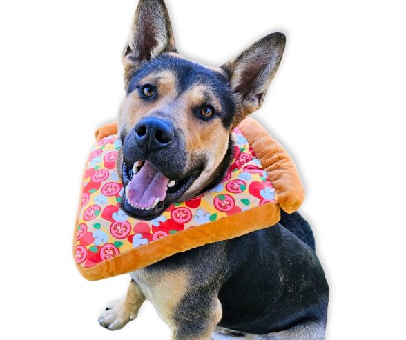 Dog costumes for Halloween featuring a happy German Shepherd mix wearing a playful pizza slice outfit.