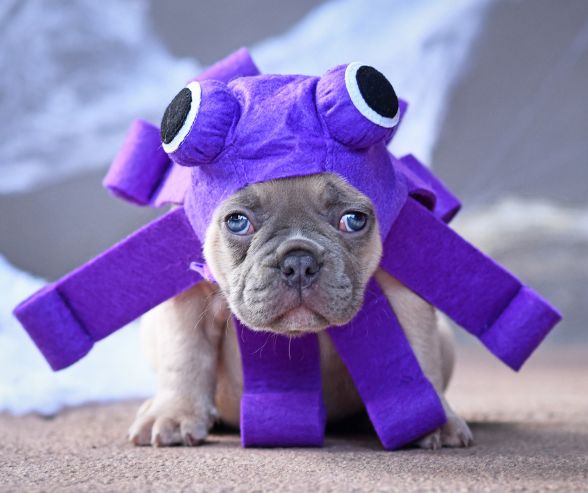 Dog Halloween costumes girl idea with a French Bulldog puppy dressed as a purple octopus.
