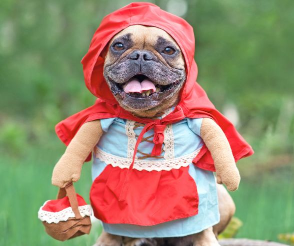 Dog costumes for Halloween featuring a French Bulldog dressed as Little Red Riding Hood with cape and basket.