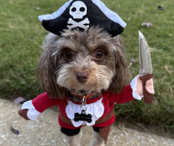 halloween_dog_costumes_in-post_image_27