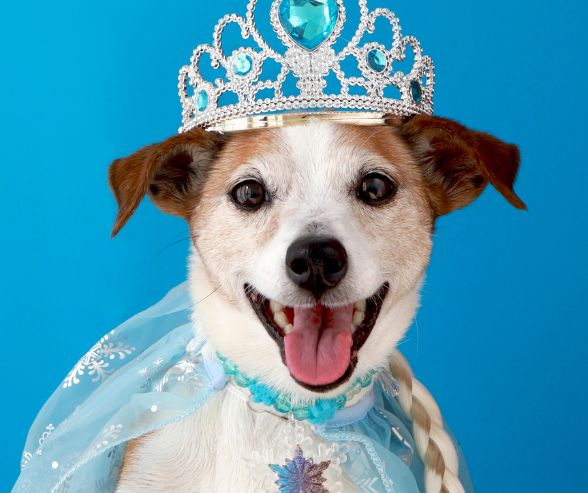 Dog Halloween costumes girl featuring a happy pup dressed as a princess with a sparkling tiara and blue gown.