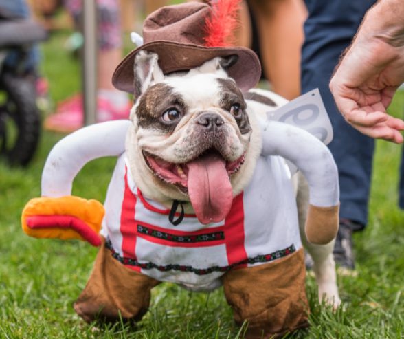 Funny dog Halloween costumes featuring a Bulldog in lederhosen with a feathered hat at a costume contest.