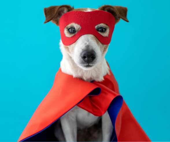 Dog costumes for Halloween featuring a Jack Russell Terrier dressed as a superhero with red mask and cape.