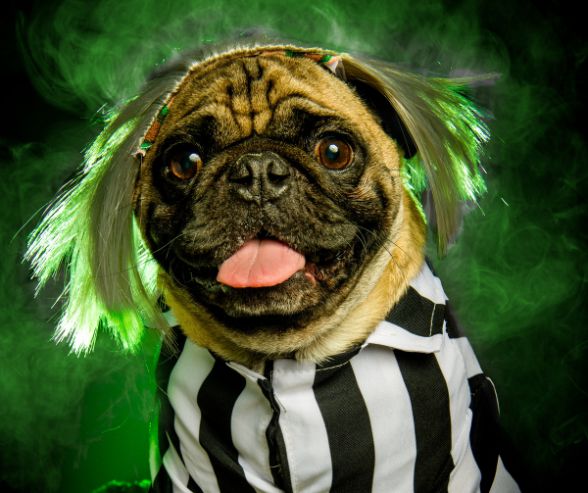 Dog Halloween costumes boy idea with a pug dressed as Beetlejuice in a black-and-white striped suit and green wig.