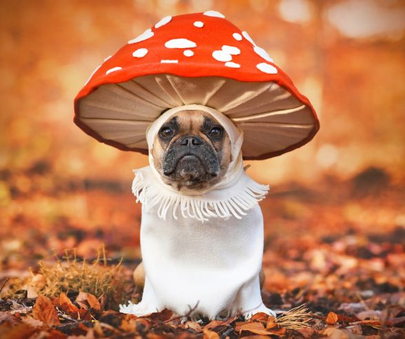 Dog costumes for Halloween featuring a French Bulldog dressed as a whimsical red and white mushroom in autumn leaves.