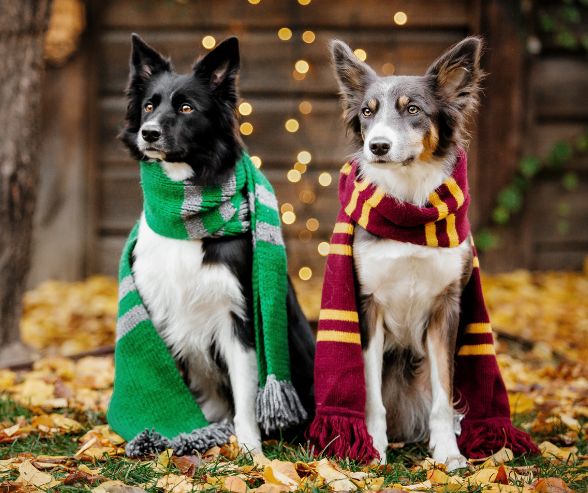 Dog and owner Halloween costumes idea with two Border Collies wearing Harry Potter house scarves for a magical look.