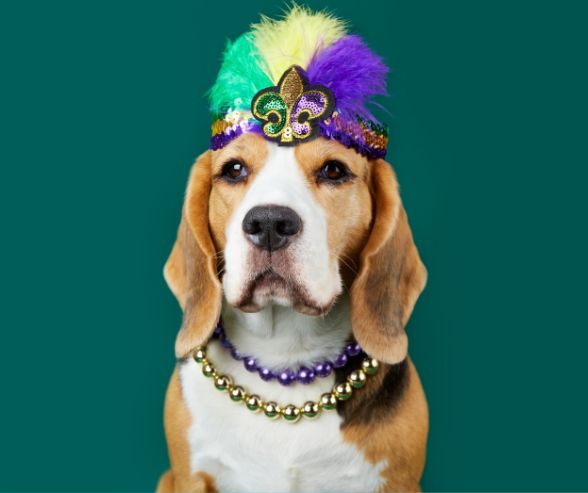 Funny dog Halloween costumes featuring a small pup dressed up in a silly outfit, perfect for pet parents looking for creative ideas.