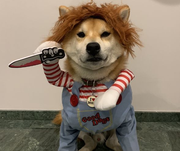Funny dog Halloween costumes with a Shiba Inu dressed as a spooky character, perfect for pet parents looking for creative ideas.