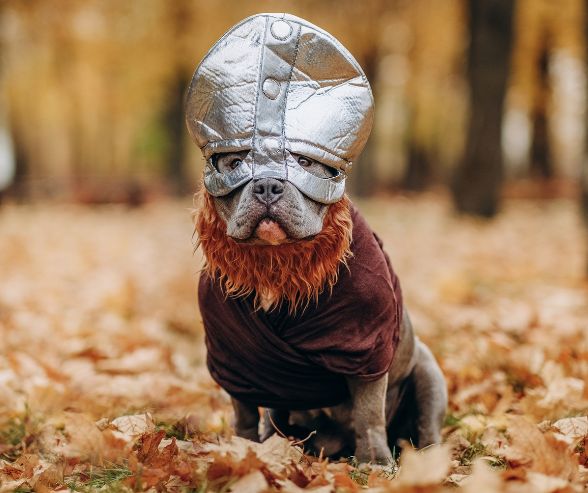 Dog Halloween costumes boy featuring a bulldog dressed as a Viking warrior with a silver helmet and autumn backdrop.