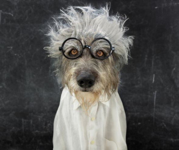 Funny dog Halloween costumes featuring a shaggy dog dressed as a mad scientist with wild hair, glasses, and lab coat.
