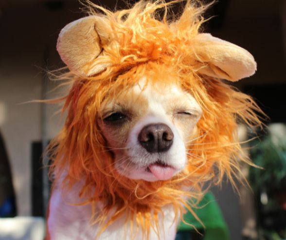 Small dog costumes for Halloween featuring a Chihuahua dressed as a lion with a fluffy orange mane and playful expression.