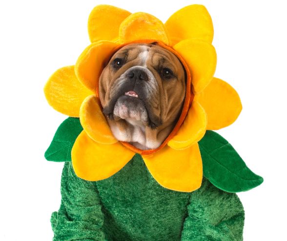 Dog Halloween costumes girl featuring a bulldog dressed as a sunflower with bright yellow petals and a green outfit.