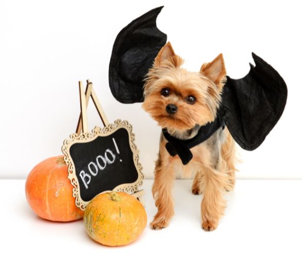 Dog costumes for Halloween featuring a Yorkie dressed as a bat with black wings, next to pumpkins and a spooky “Boo!” sign.
