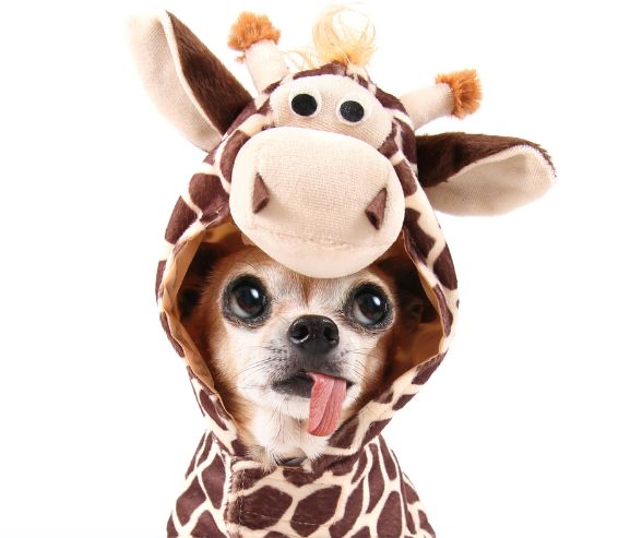 Funny dog Halloween costumes featuring a Chihuahua dressed as a giraffe with a hood and playful tongue-out expression.