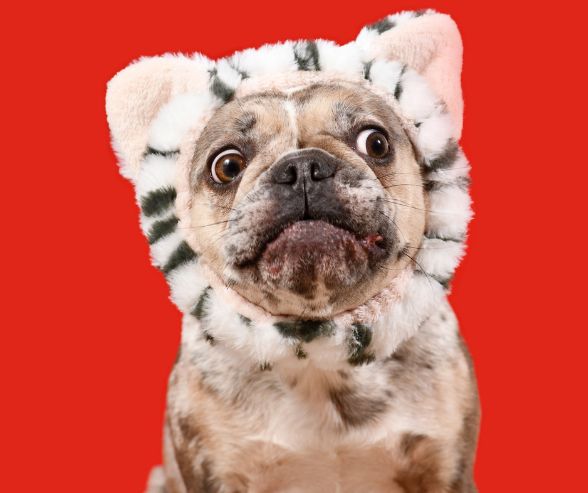 Dog costumes for Halloween featuring a French Bulldog in a striped cat-ear headpiece against a bright red background.
