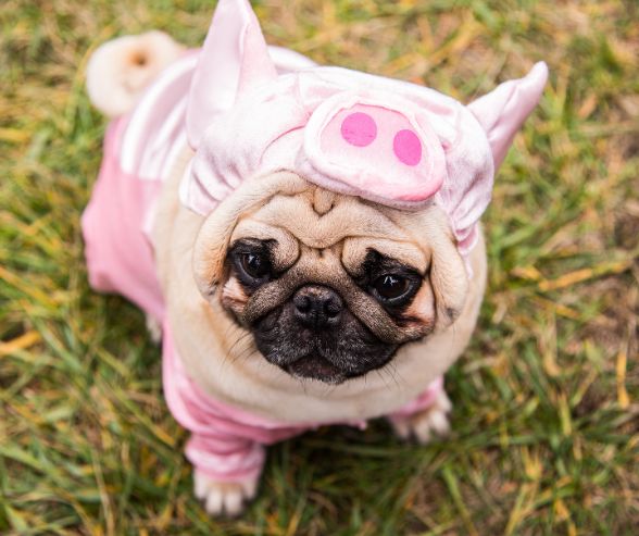 Dog Halloween costumes featuring a pug dressed as a pig in a pink outfit, perfect for pet parents looking for funny costume ideas.