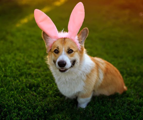 Dog and owner Halloween costumes idea featuring a Corgi wearing pink bunny ears, perfect for a matching family costume.