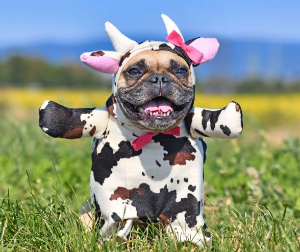 Funny dog Halloween costumes featuring a French Bulldog dressed as a cow with pink ears, horns, and a big smile in a sunny field.