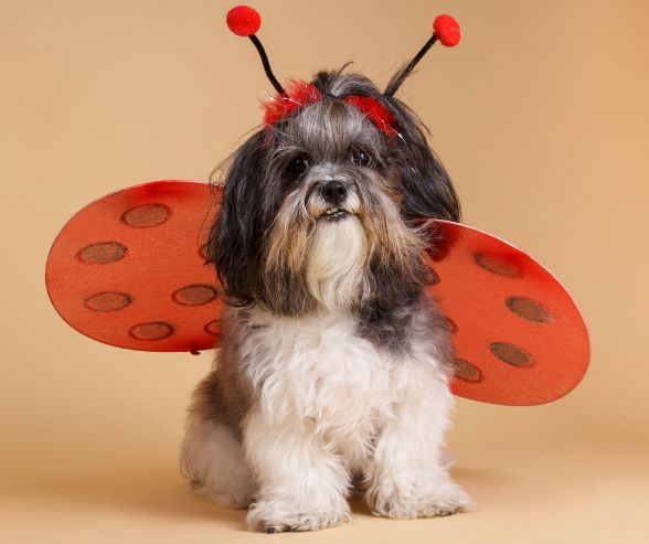 Dog Halloween costumes girl featuring a fluffy pup dressed as a ladybug with red wings and antenna headband.