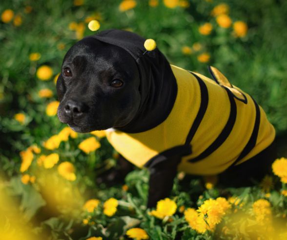 Dog costumes for Halloween featuring a black dog dressed as a bumblebee in a yellow and black striped outfit with antennae.