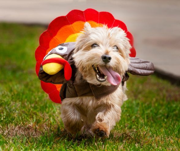 Small dog costumes for Halloween featuring a terrier dressed as a turkey with colorful feathers, running happily outdoors.