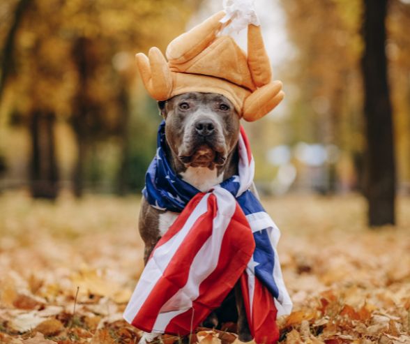 Dog costumes for Halloween featuring a pit bull wearing a turkey hat and American flag scarf in an autumn park.