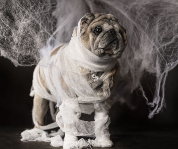 DIY dog Halloween costumes: pug wrapped in white bandages as a mummy, surrounded by cobwebs for a spooky look.