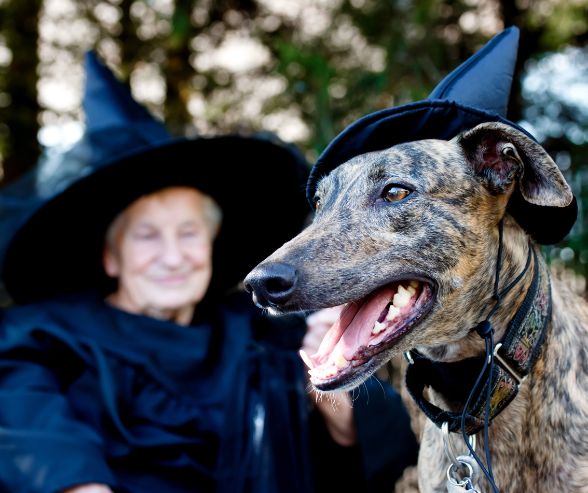 Dog and owner Halloween costumes featuring a greyhound and its owner both dressed as witches with matching black hats.