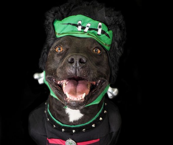 Dog Halloween costumes: happy black dog dressed as Frankenstein with green headpiece and bolts.