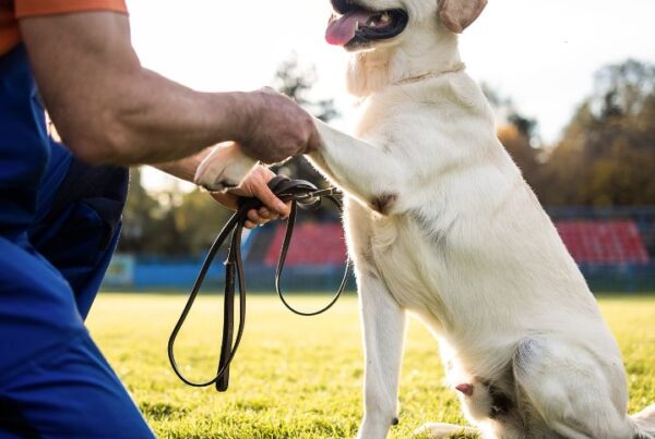 Trainer teaching a Labrador Retriever to shake hands during an outdoor session, demonstrating effective dog training methods using positive reinforcement.