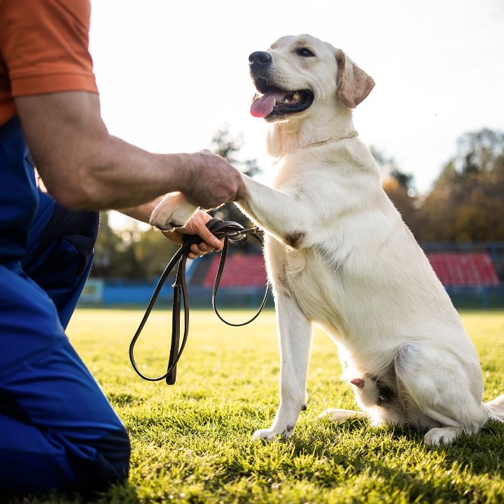 12 DOG TRAINING METHODS EXPLAINED A SCIENCE BACKED GUIDE visual data 2