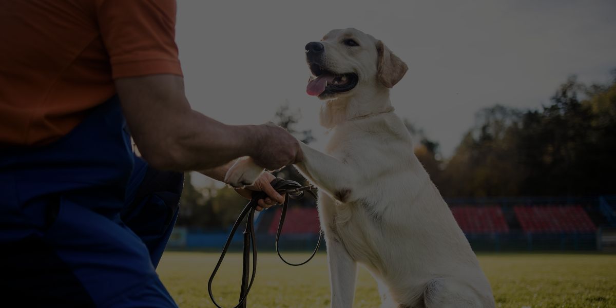 12 Dog Training Methods Explained: A Science-Backed Guide