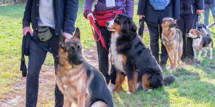 Group puppy training session outdoors where dogs and owners practice different types of dog training methods together.
