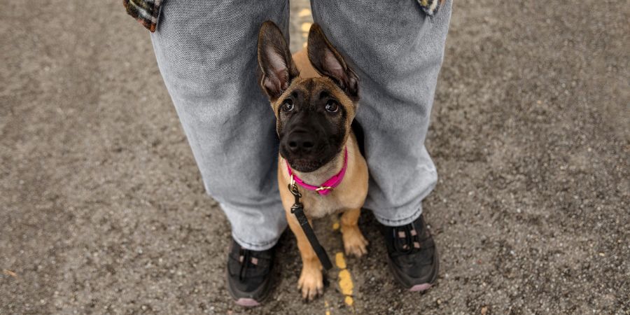 Focused puppy sitting between owner’s legs during a leash session, demonstrating early puppy training and trust-building techniques