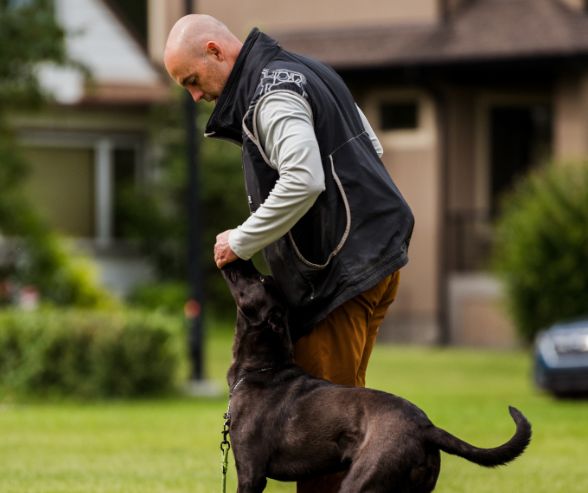 QC Pet Studies graduate and professional dog groomer, Karl Anthony, working with a dog and executing a successful dog training method.