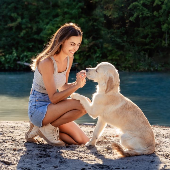 A woman using positive reinforcement dog training techniques by rewarding her Golden Retriever with a treat during training by the water.