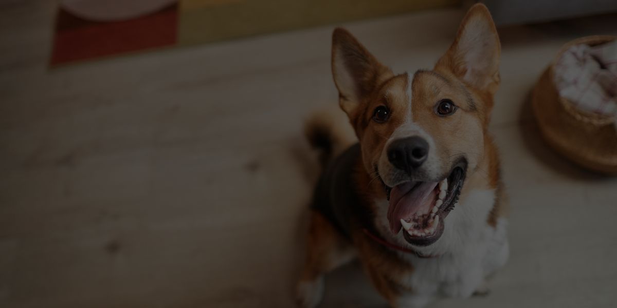 Positive Reinforcement Dog Training Guide
